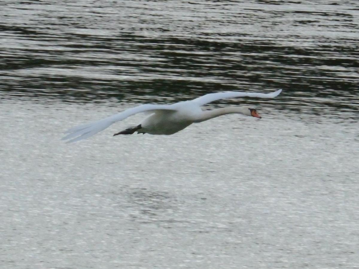 Les Cygnes Au Bord Du Loing Villa Montigny-sur-Loing Bagian luar foto