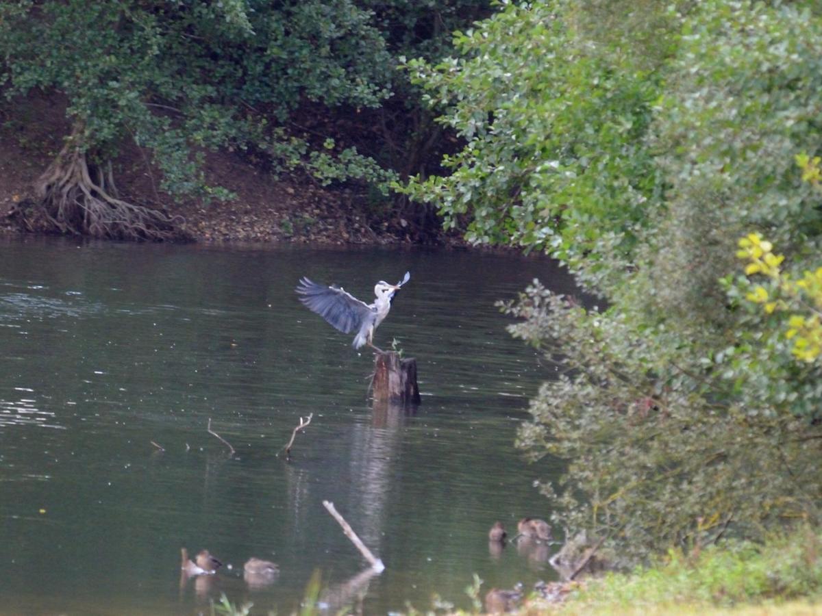 Les Cygnes Au Bord Du Loing Villa Montigny-sur-Loing Bagian luar foto