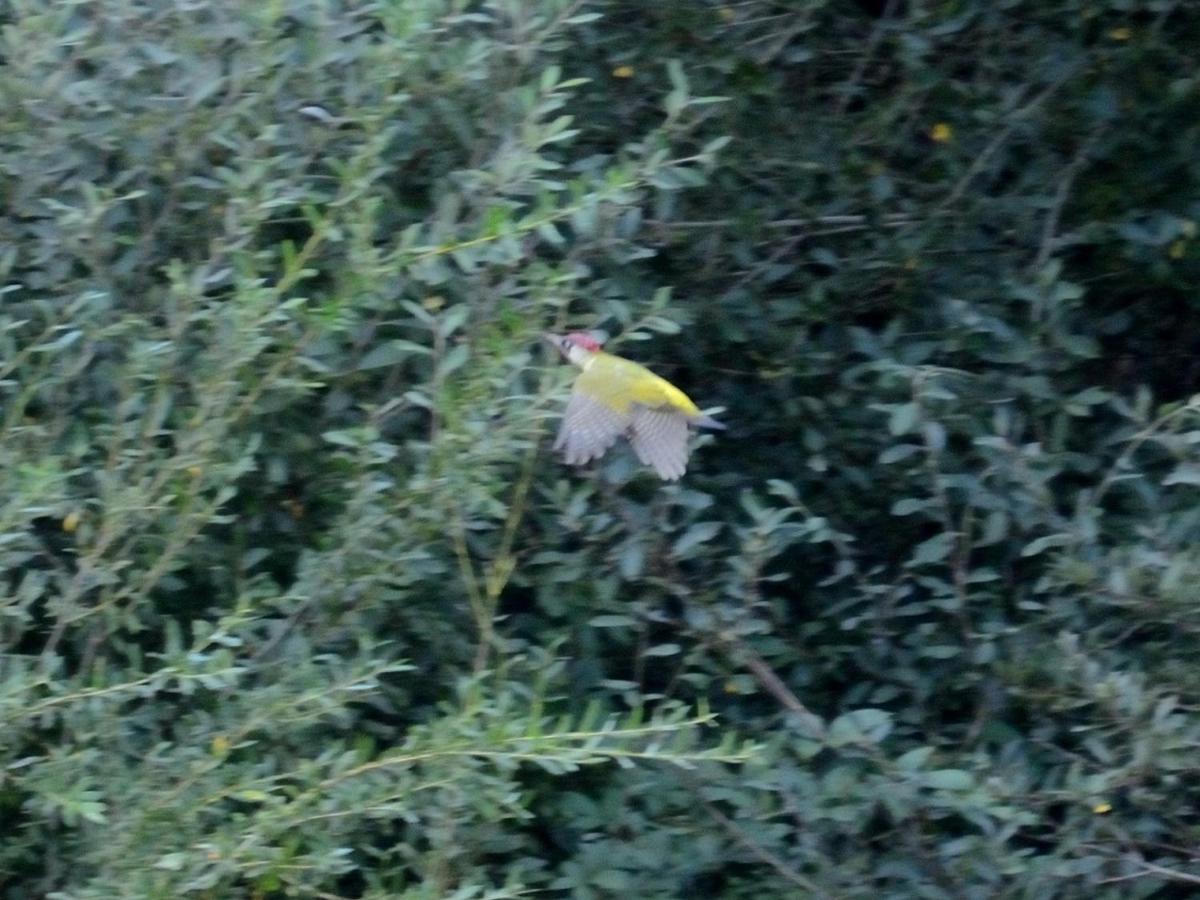 Les Cygnes Au Bord Du Loing Villa Montigny-sur-Loing Bagian luar foto