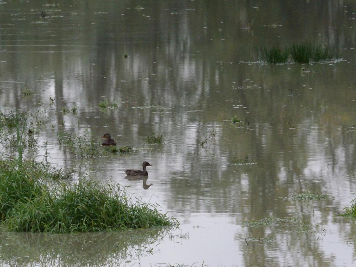 Les Cygnes Au Bord Du Loing Villa Montigny-sur-Loing Bagian luar foto