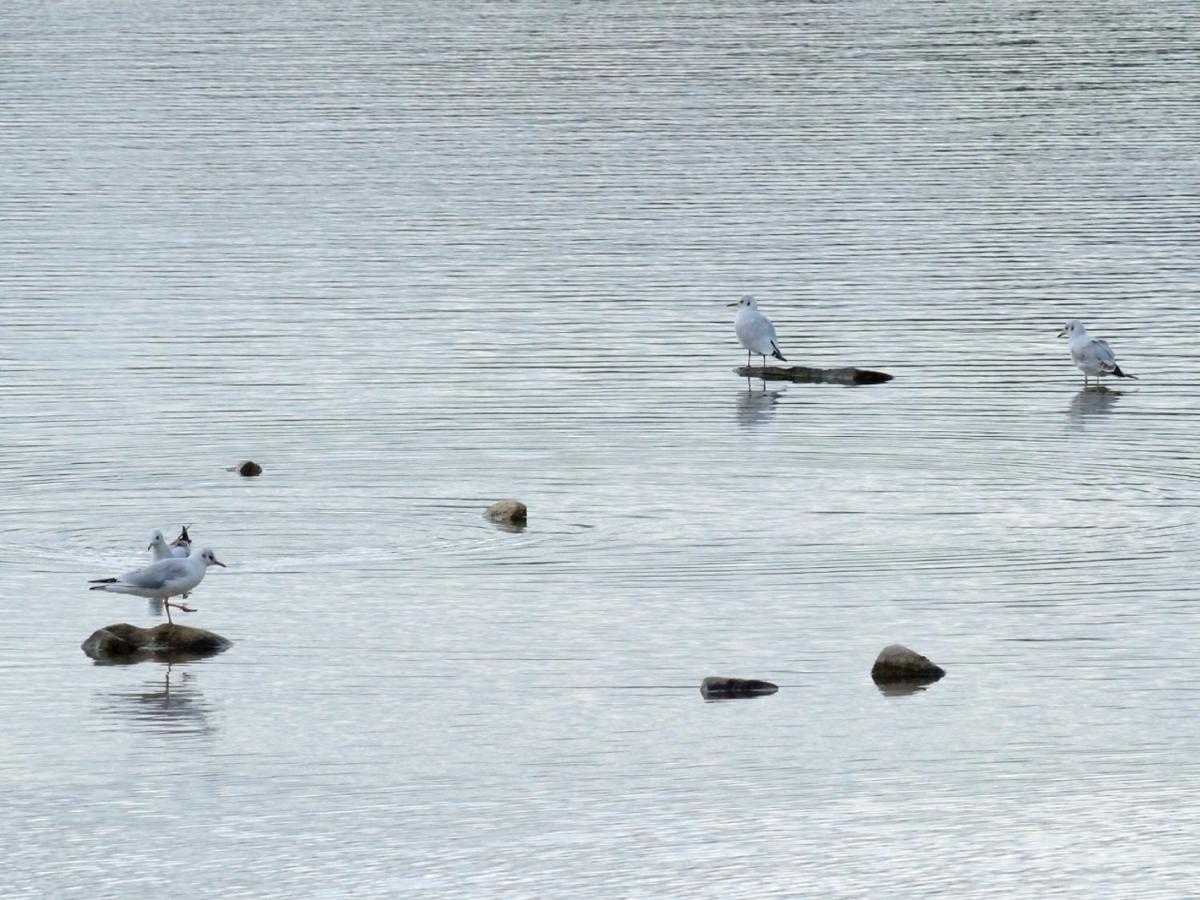Les Cygnes Au Bord Du Loing Villa Montigny-sur-Loing Bagian luar foto